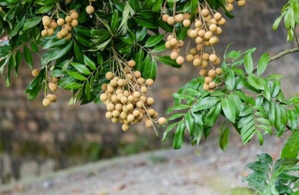 夢見桂圓是什么意思 孕婦夢到買桂圓有什么預兆