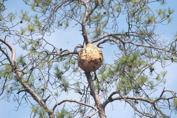 夢見螞蜂窩是什么意思 夢到很多馬蜂和馬蜂窩有什么預兆