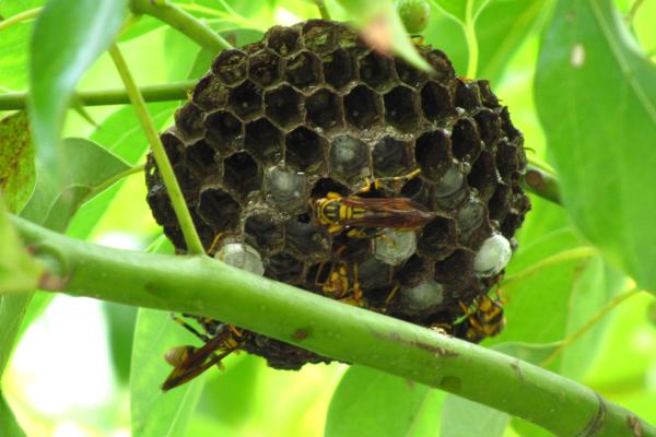 夢見螞蜂窩是什么意思 夢到很多馬蜂和馬蜂窩有什么預兆