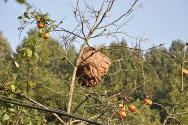 夢見螞蜂窩是什么意思 夢到很多馬蜂和馬蜂窩有什么預兆