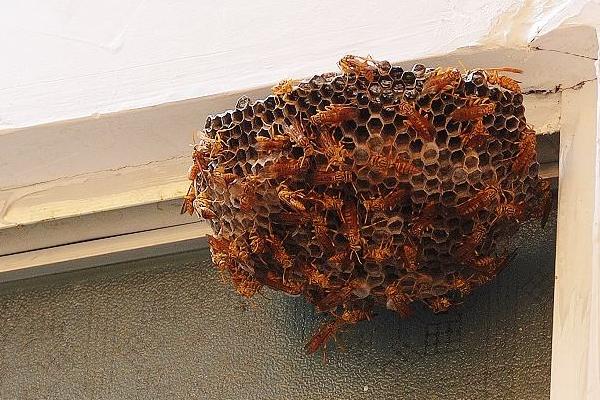 夢見螞蜂窩是什么意思 夢到很多馬蜂和馬蜂窩有什么預兆