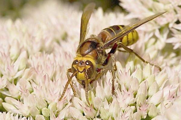 夢見螞蜂窩是什么意思 夢到很多馬蜂和馬蜂窩有什么預兆