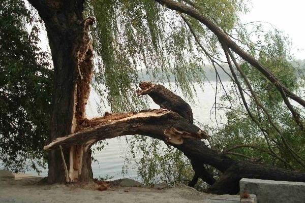 夢見樹斷了是什么意思 女人夢到大樹從中間斷了有什么預兆