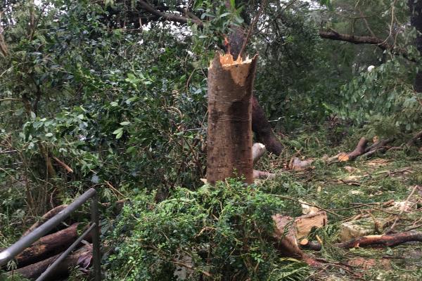 夢見樹斷了是什么意思 女人夢到大樹從中間斷了有什么預兆