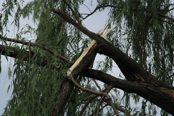 夢見樹斷了是什么意思 女人夢到大樹從中間斷了有什么預兆