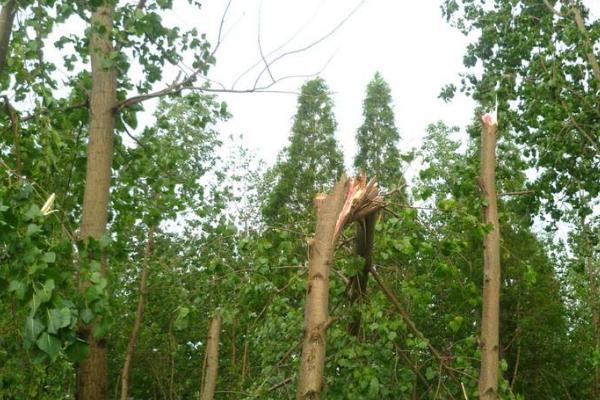 夢見樹斷了是什么意思 女人夢到大樹從中間斷了有什么預兆