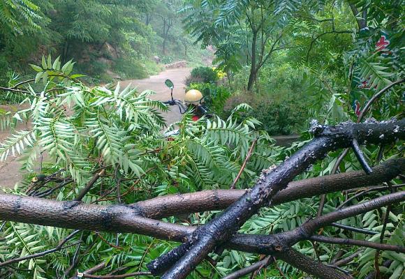 夢見樹斷了是什么意思 女人夢到大樹從中間斷了有什么預兆