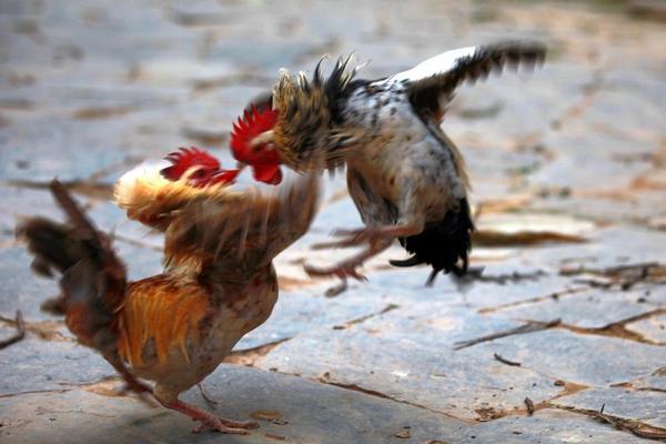 夢見斗雞是什么意思 孕婦夢到兩只斗雞有什么預兆