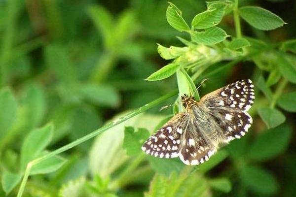 夢見飛蛾是什么意思 夢到屋里有成群的飛蛾在飛有什么預兆