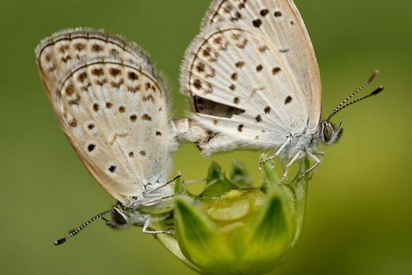 夢見飛蛾是什么意思 夢到屋里有成群的飛蛾在飛有什么預兆