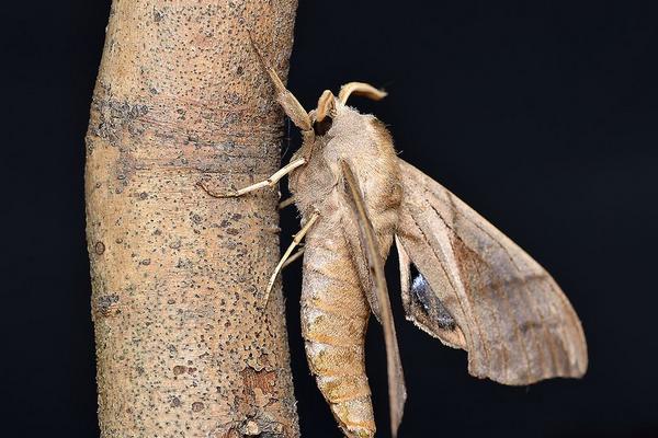 夢見飛蛾是什么意思 夢到屋里有成群的飛蛾在飛有什么預兆