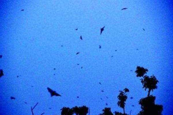 夢見飛蛾是什么意思 夢到屋里有成群的飛蛾在飛有什么預兆