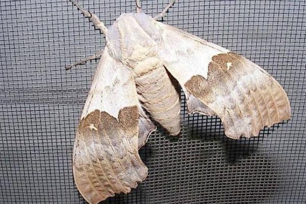 夢見飛蛾是什么意思 夢到屋里有成群的飛蛾在飛有什么預兆