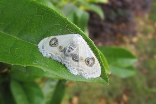 夢見飛蛾是什么意思 夢到屋里有成群的飛蛾在飛有什么預兆