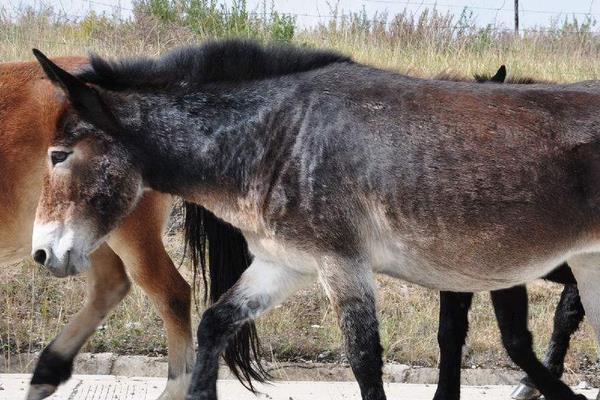 夢見騾子是什么意思 夢到騾子生小騾子有什么預(yù)兆