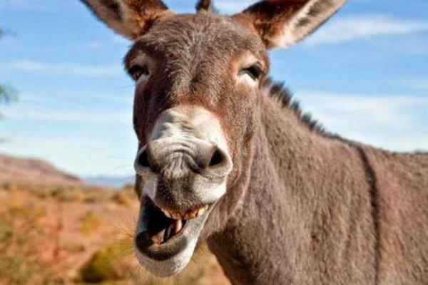 夢見騾子是什么意思 夢到騾子生小騾子有什么預(yù)兆