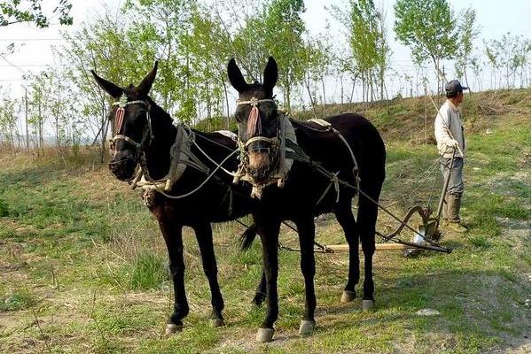 夢見騾子是什么意思 夢到騾子生小騾子有什么預(yù)兆