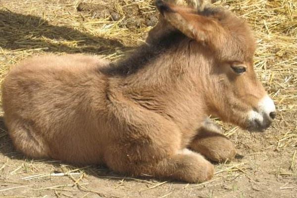夢見騾子是什么意思 夢到騾子生小騾子有什么預(yù)兆