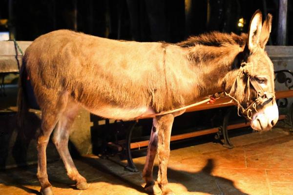 夢見騾子是什么意思 夢到騾子生小騾子有什么預(yù)兆