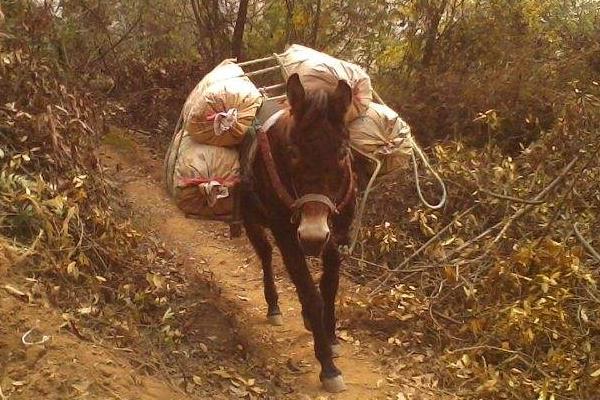 夢見騾子是什么意思 夢到騾子生小騾子有什么預(yù)兆