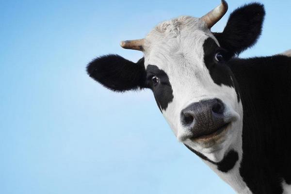 夢見奶牛是什么意思 女人夢到奶牛在擠奶有什么預兆