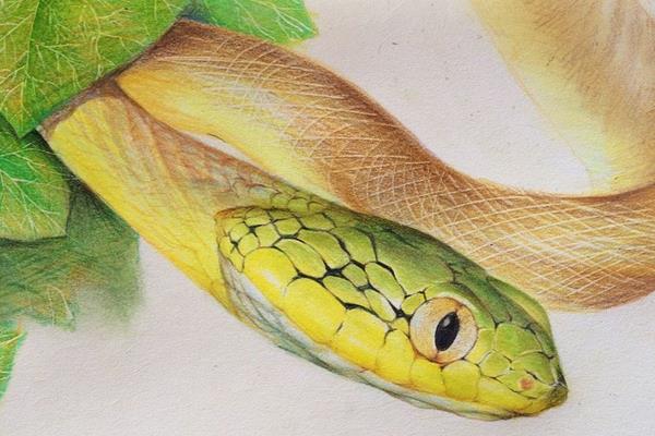 夢(mèng)見毒蛇是什么意思 女人夢(mèng)到好多毒蛇有什么預(yù)兆