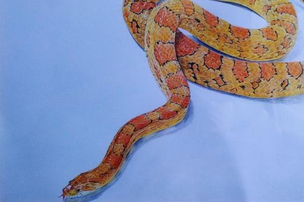 夢(mèng)見毒蛇是什么意思 女人夢(mèng)到好多毒蛇有什么預(yù)兆