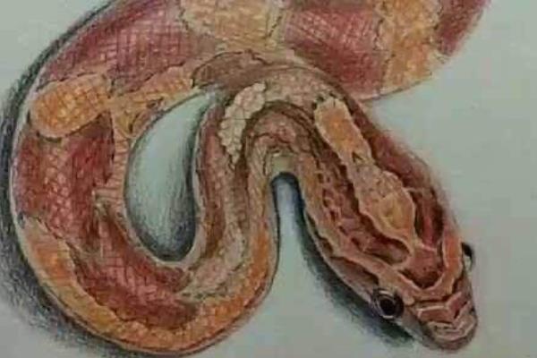 夢(mèng)見毒蛇是什么意思 女人夢(mèng)到好多毒蛇有什么預(yù)兆