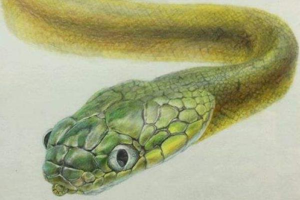 夢(mèng)見毒蛇是什么意思 女人夢(mèng)到好多毒蛇有什么預(yù)兆