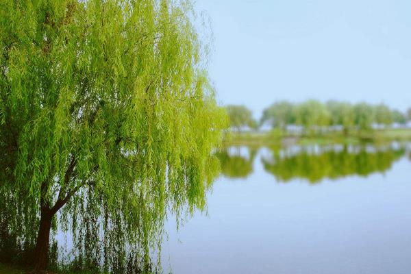 夢(mèng)見(jiàn)柳樹(shù)是什么意思 女人夢(mèng)到柳樹(shù)被砍了有什么預(yù)兆