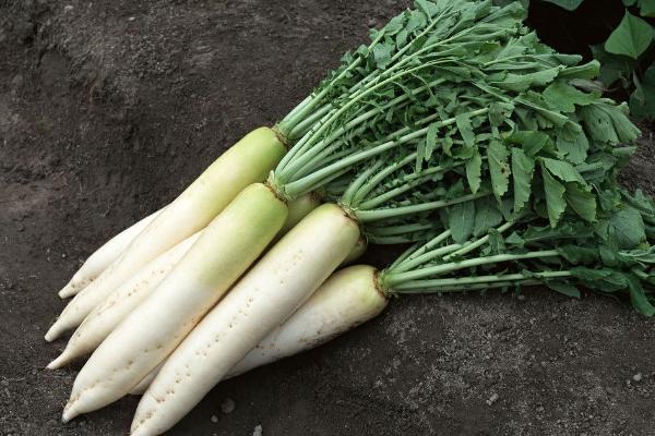 夢見蘿卜是什么意思 女人夢到紅蘿卜有什么預兆