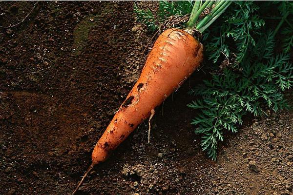 夢見蘿卜是什么意思 女人夢到紅蘿卜有什么預(yù)兆