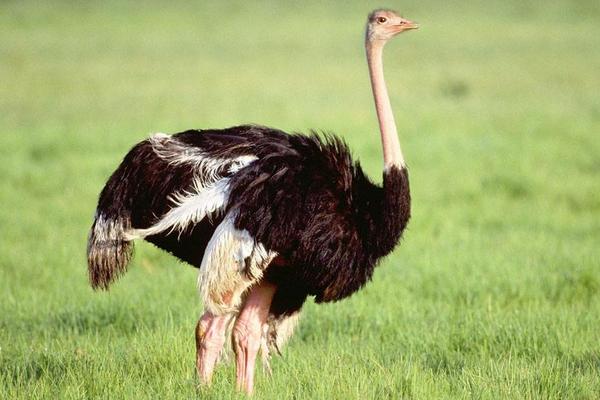 夢見鴕鳥是什么意思 孕婦夢到鴕鳥有什么預(yù)兆