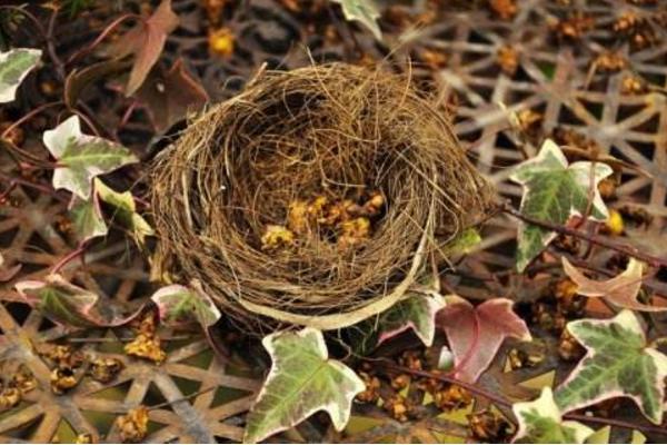 夢見鳥巢是什么意思 女人夢到鳥巢里有小鳥有什么預兆