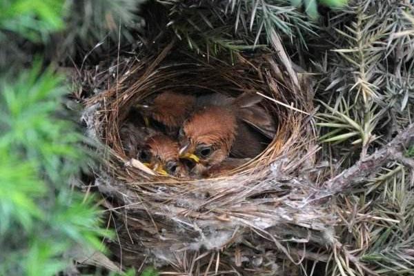 夢見鳥巢是什么意思 女人夢到鳥巢里有小鳥有什么預(yù)兆