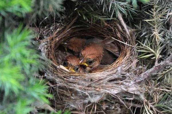 夢見鳥巢是什么意思 女人夢到鳥巢里有小鳥有什么預(yù)兆