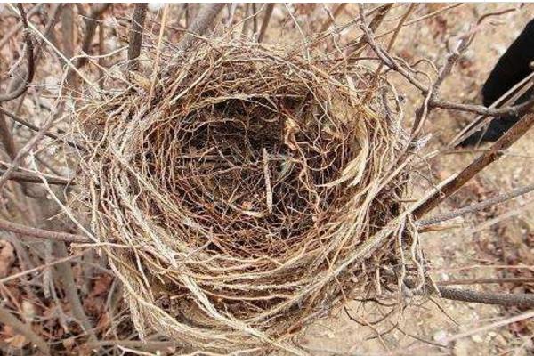 夢見鳥巢是什么意思 女人夢到鳥巢里有小鳥有什么預(yù)兆