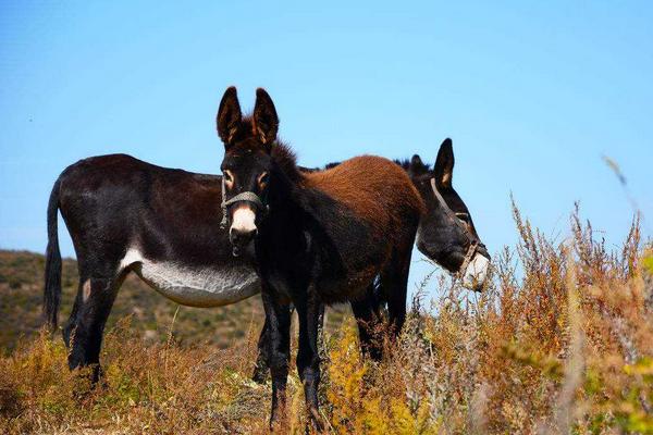 夢見驢是什么意思 女人夢到驢有什么預兆