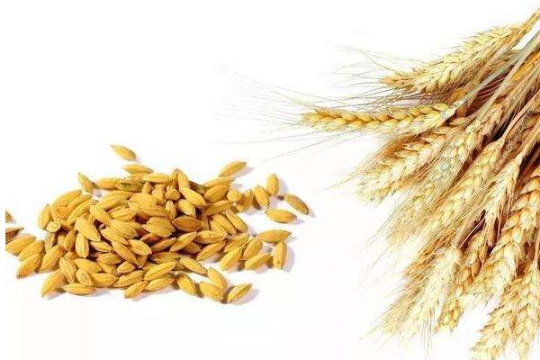 夢(mèng)見(jiàn)小麥?zhǔn)鞘裁匆馑?女人夢(mèng)到收割小麥有什么預(yù)兆