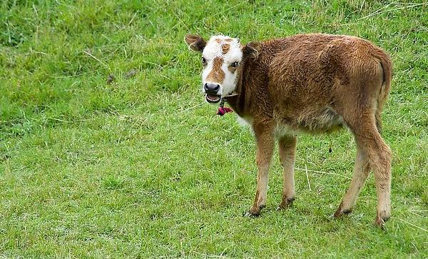 夢見小牛是什么意思 夢到一頭剛出生的小牛有什么預(yù)兆