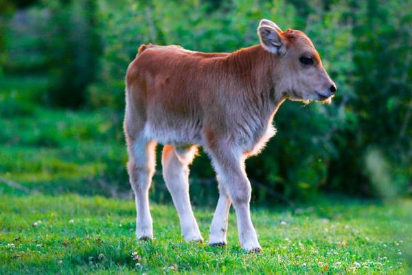 夢見小牛是什么意思 夢到一頭剛出生的小牛有什么預(yù)兆