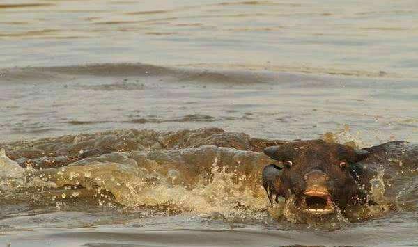 夢見小牛是什么意思 夢到一頭剛出生的小牛有什么預(yù)兆