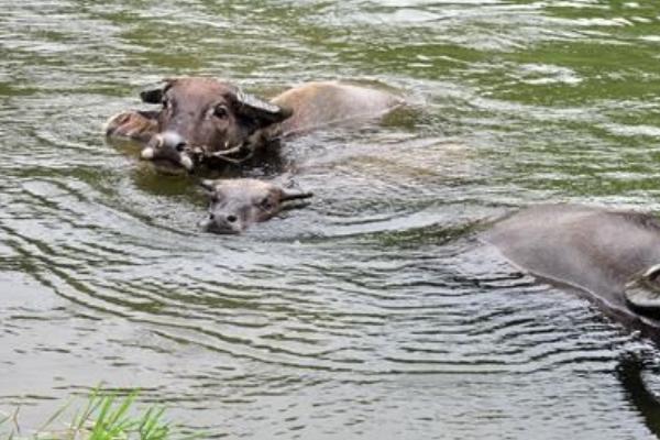 夢見小牛是什么意思 夢到一頭剛出生的小牛有什么預(yù)兆