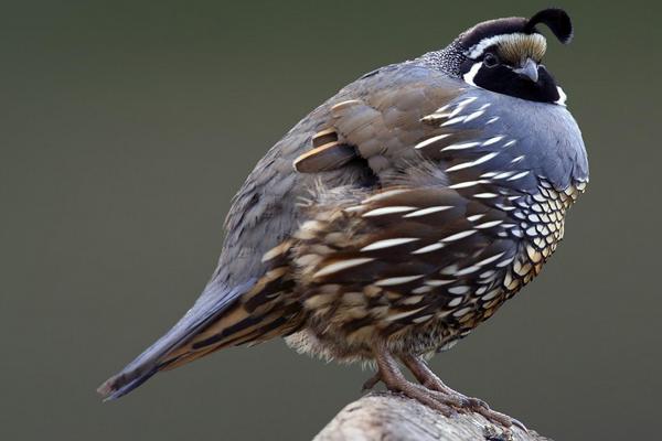夢見鵪鶉是什么意思 孕婦夢見鵪鶉有什么預兆