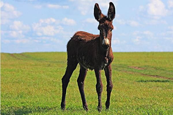 夢見驢是什么意思 女人夢到驢有什么預兆