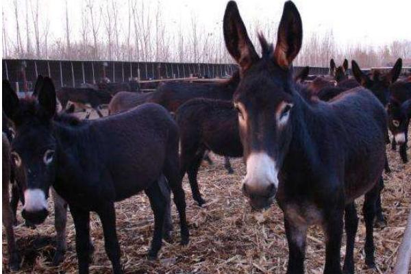 夢見驢是什么意思 女人夢到驢有什么預兆
