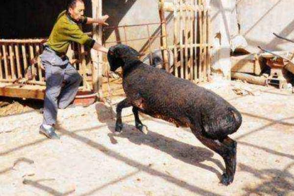 夢見驢是什么意思 女人夢到驢有什么預兆