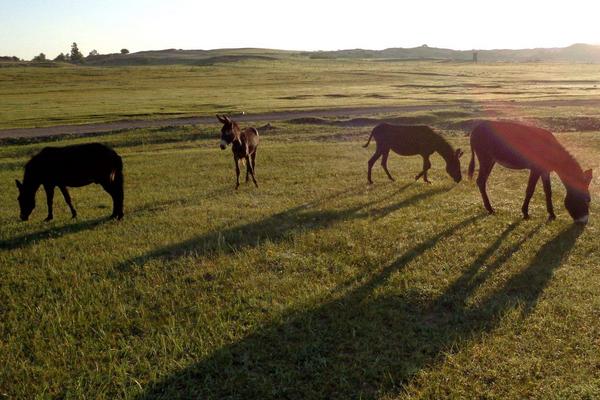 夢見驢是什么意思 女人夢到驢有什么預兆