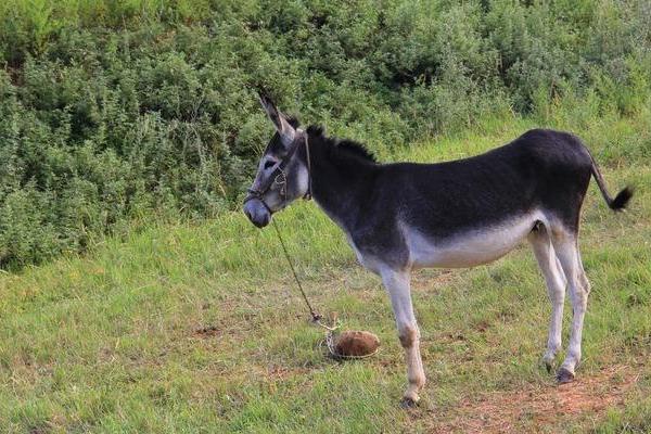 夢見驢是什么意思 女人夢到驢有什么預兆