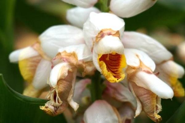 夢見生姜是什么意思 女人夢到很多生姜有什么預(yù)兆